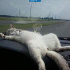 пофигатор pic