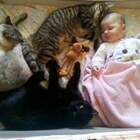 Пока малого убаюкаешь, лапы отваливаются pic