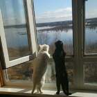 Хорошо летят, косяком. Косяком это хорошо, без косяка плохо. pic