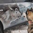Встреча двух друзей. pic