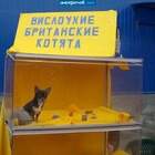 насчет ушей - брехня pic