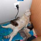 "КотоБаза"