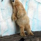 "Издевательство над животным"