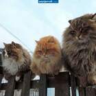 Сибиряки! pic