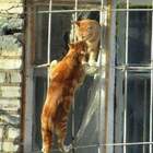 Муртекки и Кисулетти pic