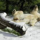 медведи? бурые?!! Ржу не моргу..! pic