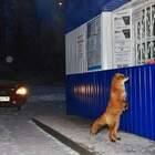 - Девушка, мне пару колобков и зайца! Шоколадного! pic