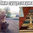 Это мы существуем,а они живут. pic