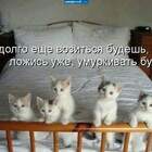 Модератор которую неделю пытается раздать котят своей кошки... pic