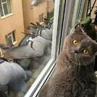 вот так выглядит кошачий инсульт pic