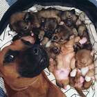 хвастается!!! pic