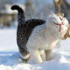 Зима. Котейко торжествуя... pic