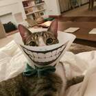"чеширский кот"