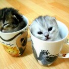 чай с котятами pic
