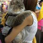 "Скрестили мы кота и мишку..."