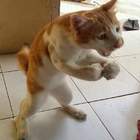 "-Шо сказал? А ну, иди сюда!!!"