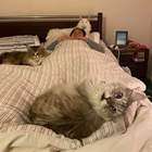 "Я потерял независимость — у меня котозависимость. Тебе меня не понять — у тебя у самой их пять!"