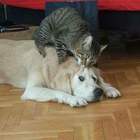 "-Смотри, все ушли. Пойдем, откроешь холодильник!"