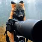 "Фотограф-лисица фотографирует редкого дикого человека."
