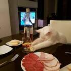 "На коня!"