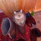 "Котоваленок"