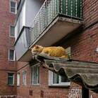 "Кот это жидкость, способная заснуть в любой таре"