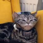 "Коты — это жидкость, а данный кот — мартини"