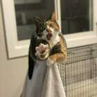 "Не виноватая я, он сам пришёл!"