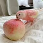 Мимикрия