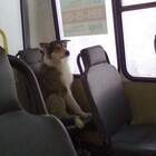"Хто заяц? Я заяц? Обижаааешь, командир!!!"