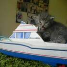 "морской котик"