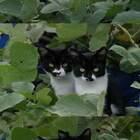 "Котометрическая прогрессия"
