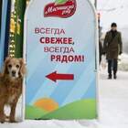 "Я баннер охраняю, Дурни!!! За пожрать!! А я рад, что в России работаю, а не в Корее!"