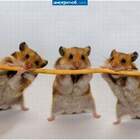 Патаму што мы БАНДА!:) pic