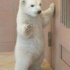 Сова! Открывай! Медведь пришёл! pic