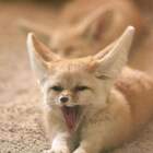 Firefox? Не, не слышала pic