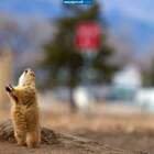 дождя!!!!!!! pic