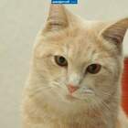 Мудрый котяра pic