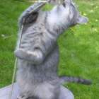 Котолепс pic