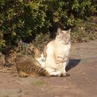 Эх, Мурка, ты мой Муреночек! Мурка, ты мой котеночек! pic