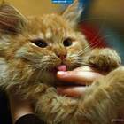 Котёнок с улицы Лизюкова pic