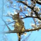 Весна...котэ прилелели... pic
