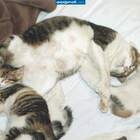 выросли кошечки-пора раздавать pic
