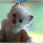 Сволочами котята вырастают если у них хозяева придурки pic