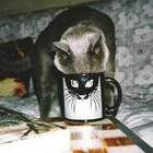 Я всё вижу! pic