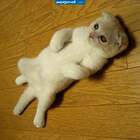 кот спайдер мена pic
