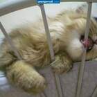 свободу котам pic
