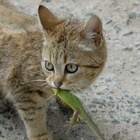 Охотник pic