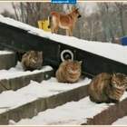 Засада pic