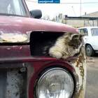 левый поворот включен! pic